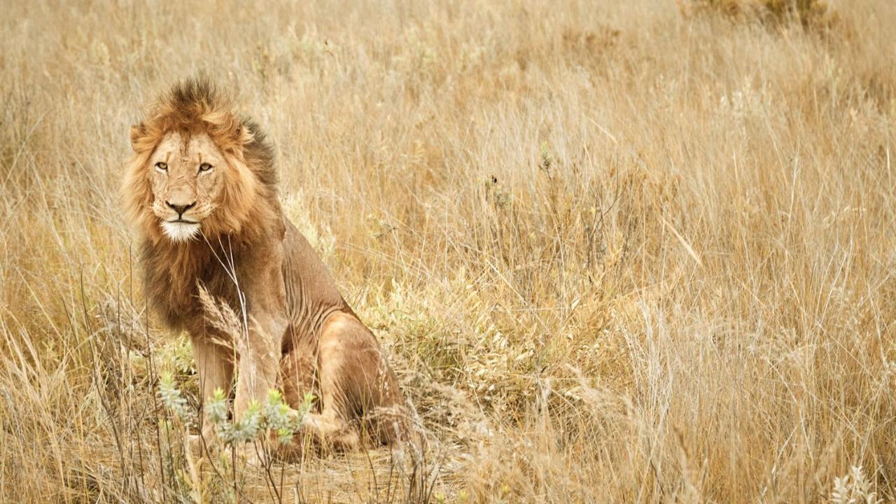 Nkomazi Game Reserve By Newmark Badplaas Exteriör bild
