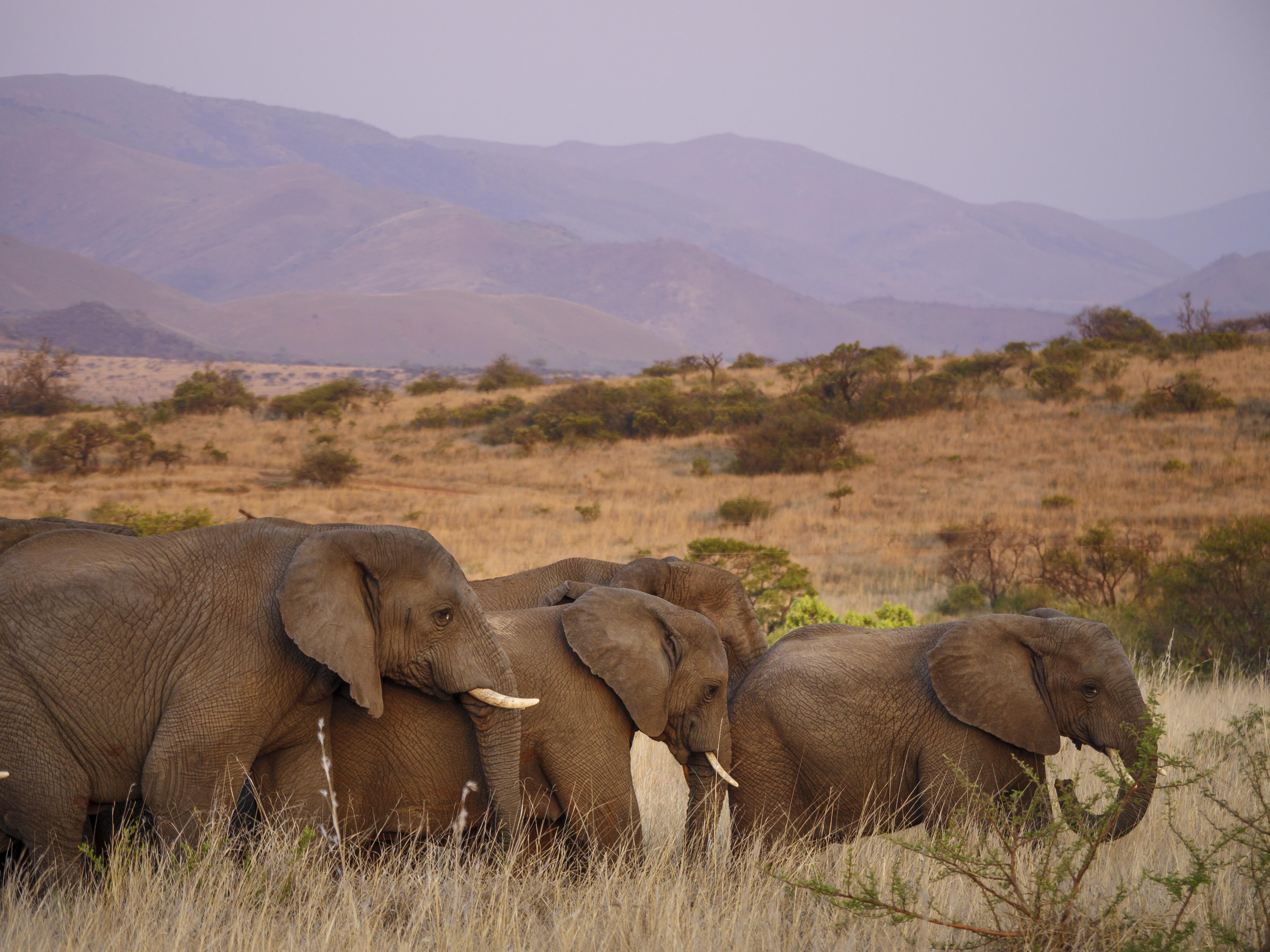 Nkomazi Game Reserve By Newmark Badplaas Exteriör bild