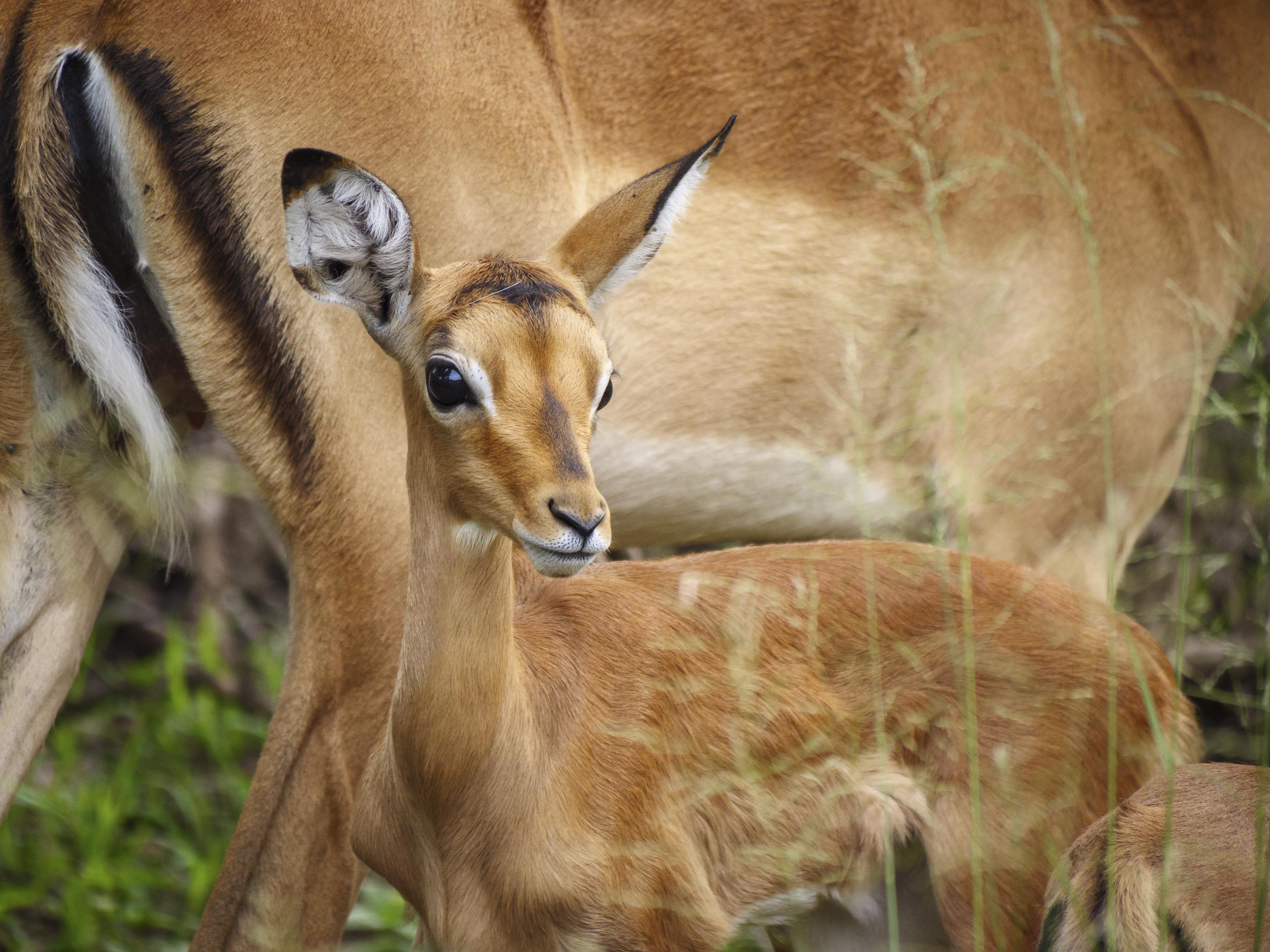 Nkomazi Game Reserve By Newmark Badplaas Exteriör bild
